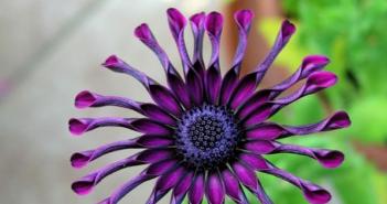 Il fiore più bello del mondo Mostra i fiori più belli