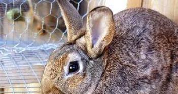 The main causes and treatment of diarrhea in rabbits Why the decorative rabbit does not have strong poop